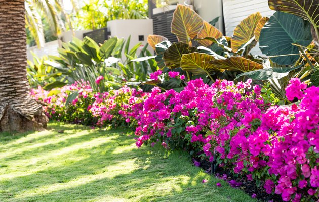 Front yard with layered greenery and stone pathway