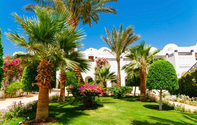Pathway with trimmed shrubs and flowers