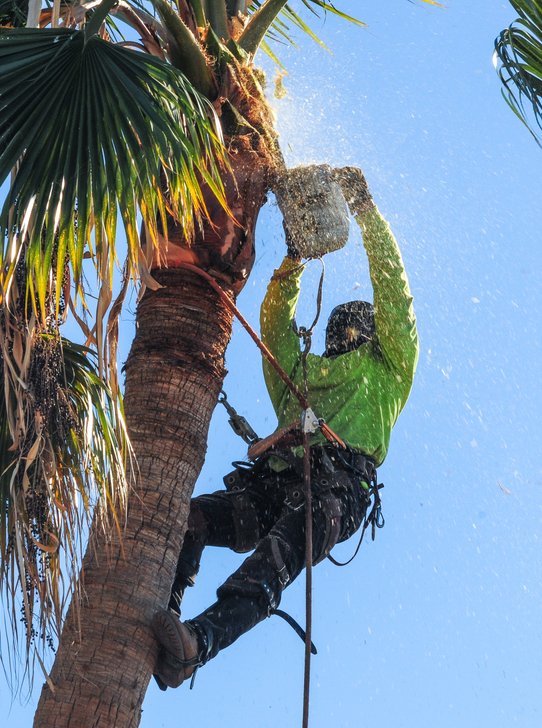 Palm tree care service
